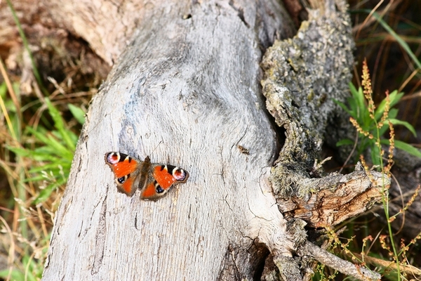 AMBIENTAZIONE FARFALLE PARCO DEL TICINO